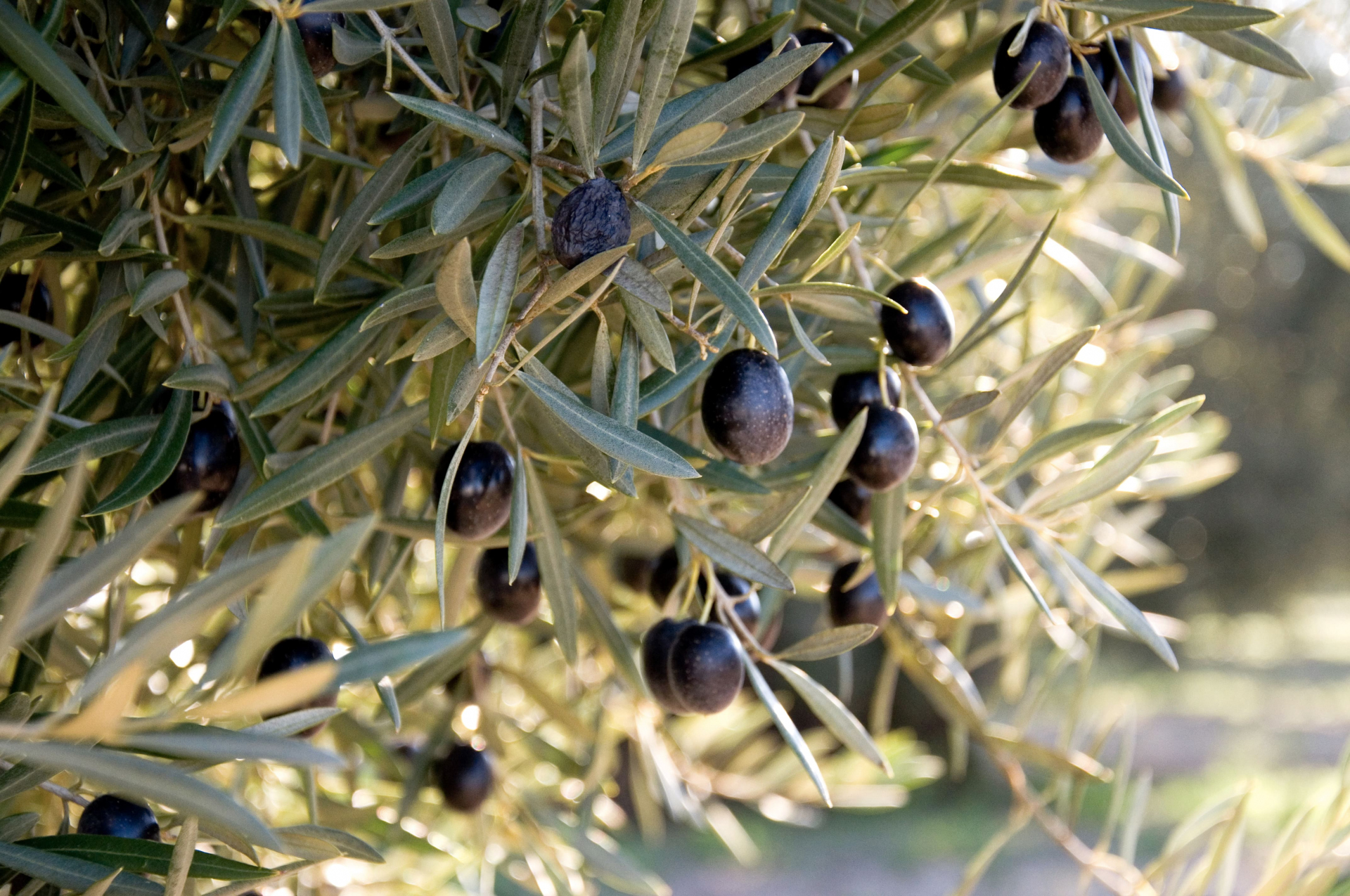 olive-tree-grove-greece