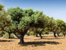 Olive field