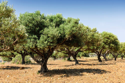 Olive field