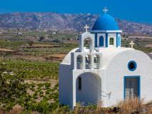 Vineyards in Santorini