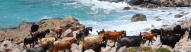 Téléchargé Goat herd in Elafonisi