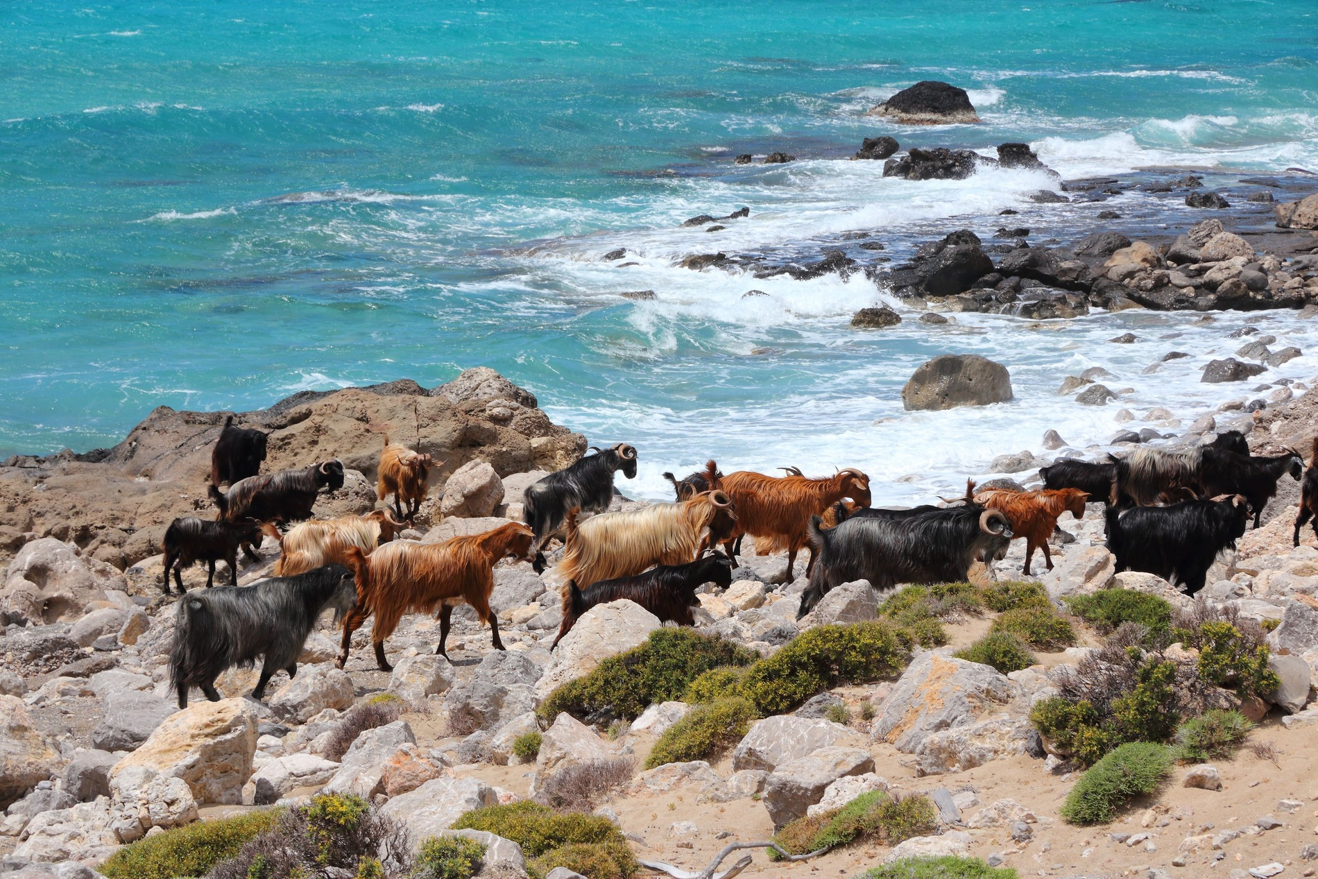 Téléchargé Goat herd in Elafonisi