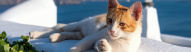 Santorini cat