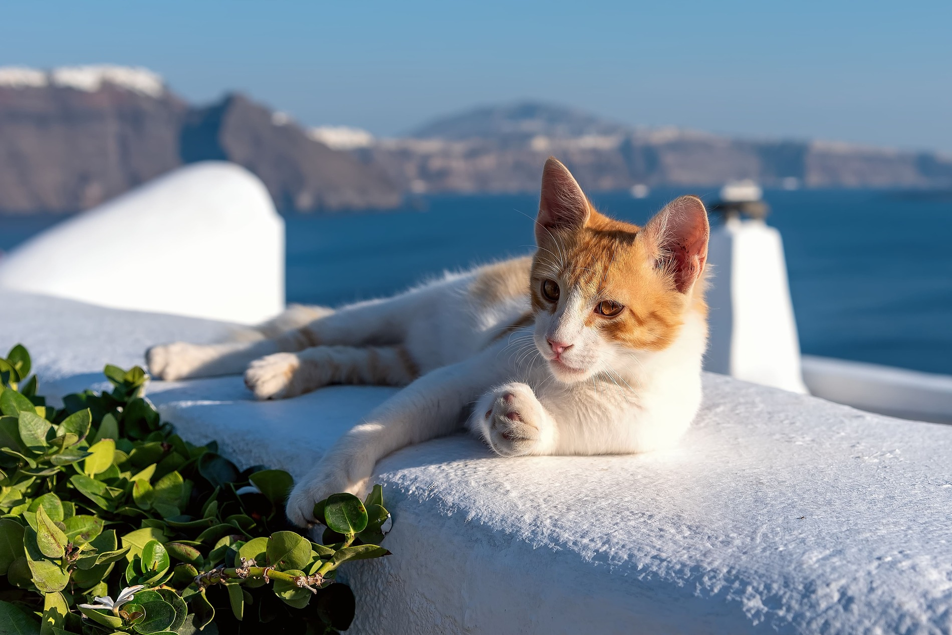 Santorini cat